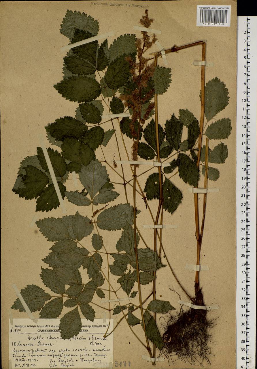 Astilbe rubra Hook. & Thomson, Siberia, Russian Far East (S6) (Russia)