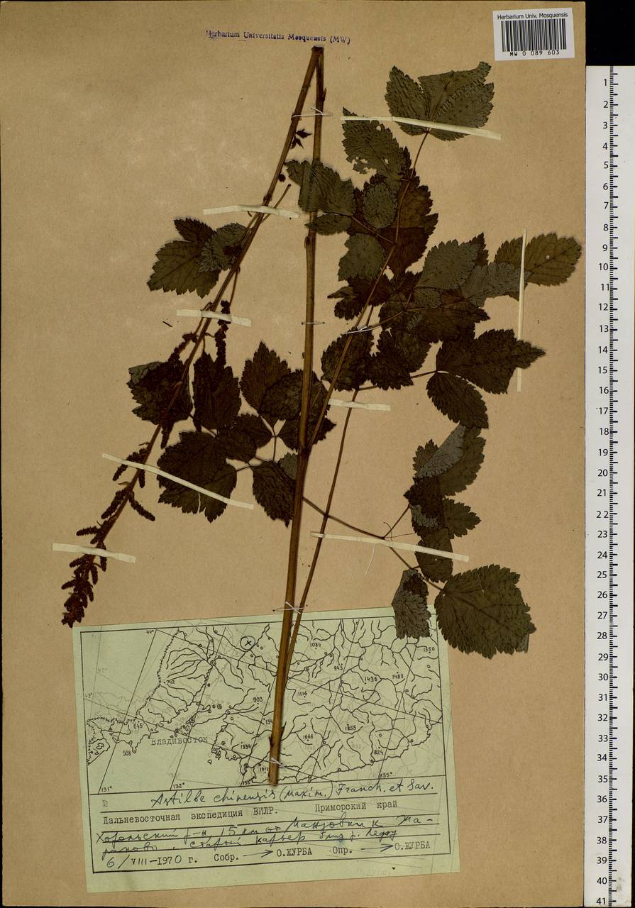 Astilbe rubra Hook. fil. & Thomson, Siberia, Russian Far East (S6) (Russia)