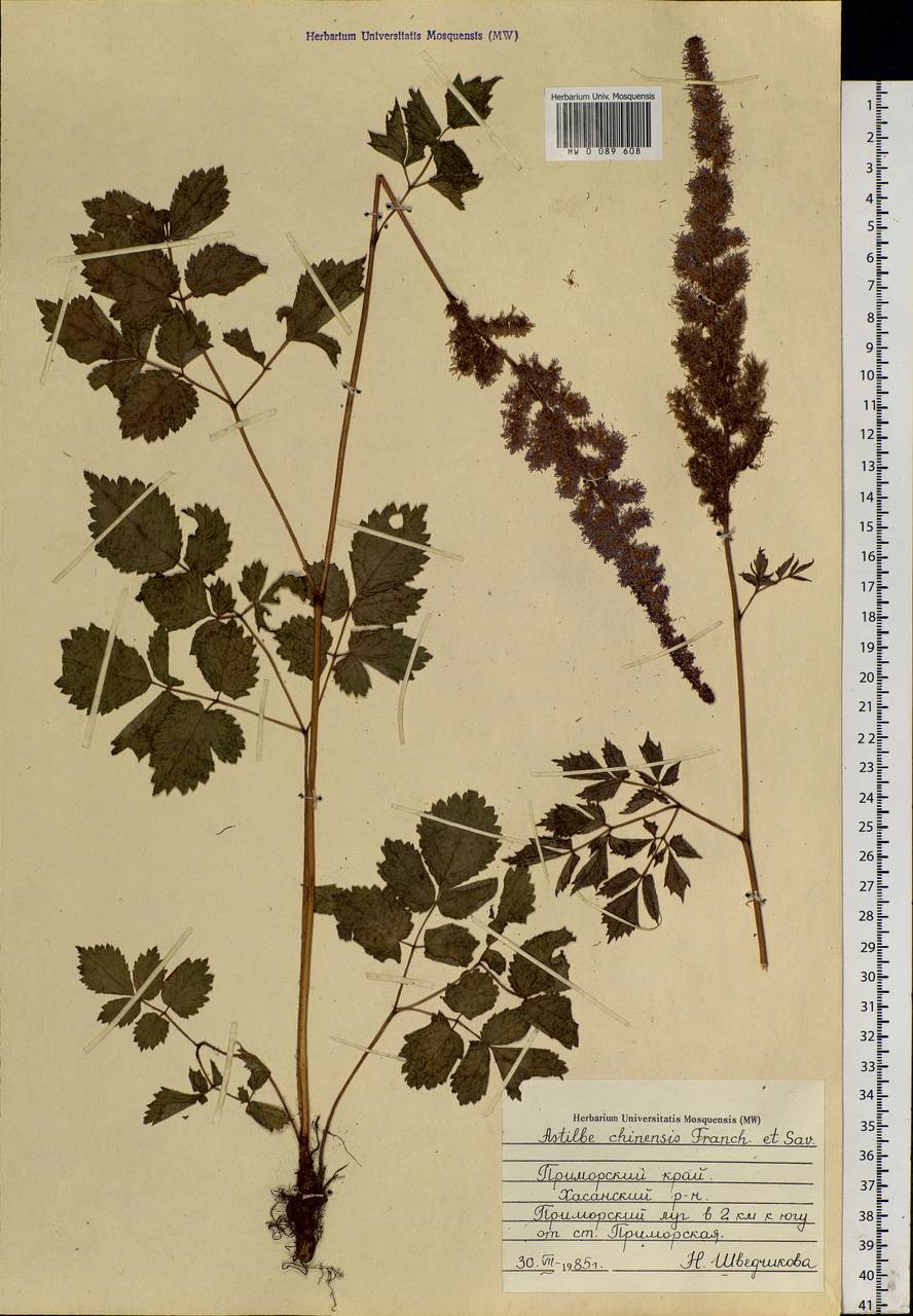 Astilbe rubra Hook. & Thomson, Siberia, Russian Far East (S6) (Russia)