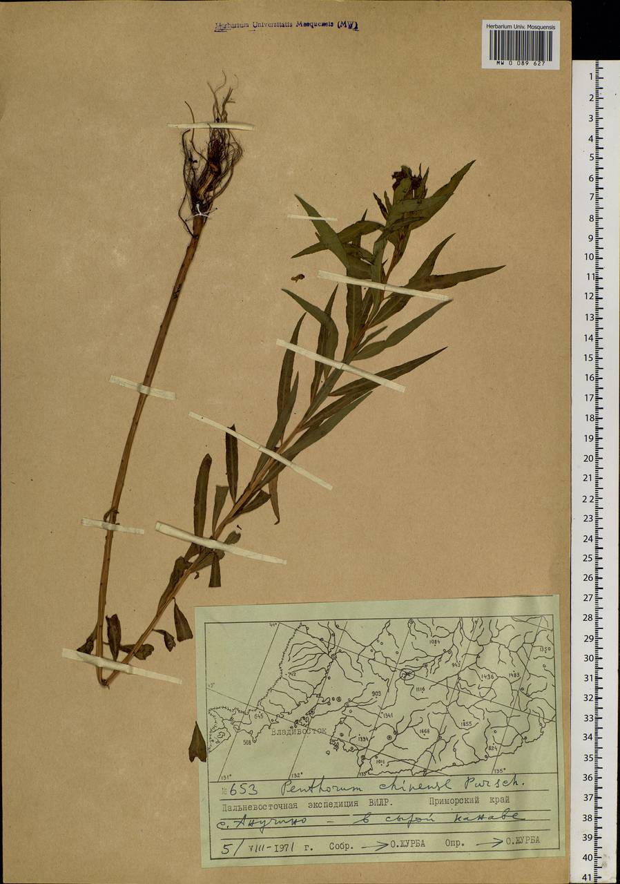 Penthorum chinense Pursh, Siberia, Russian Far East (S6) (Russia)