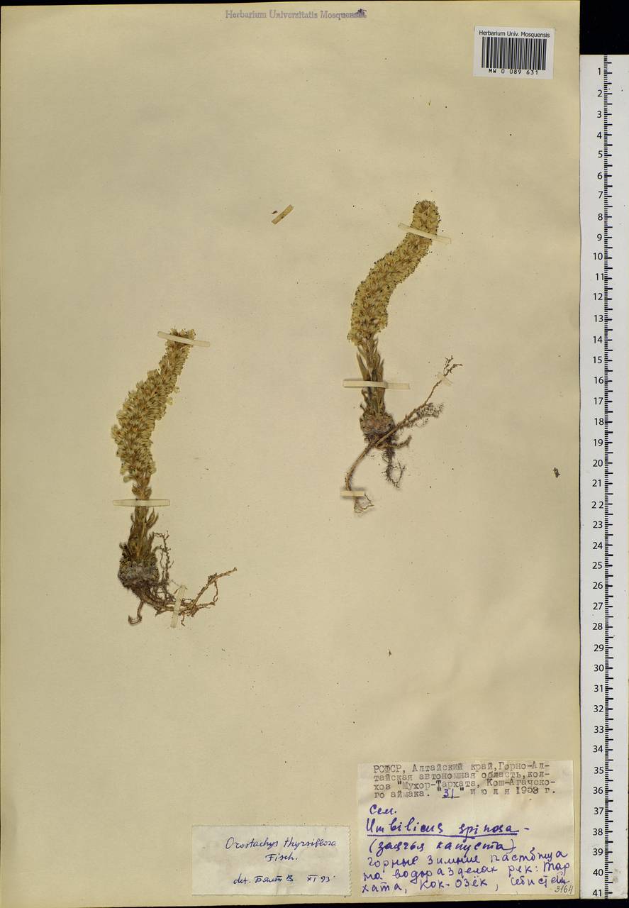 Orostachys thyrsiflora (DC.) Fisch. ex Sweet, Siberia, Altai & Sayany Mountains (S2) (Russia)