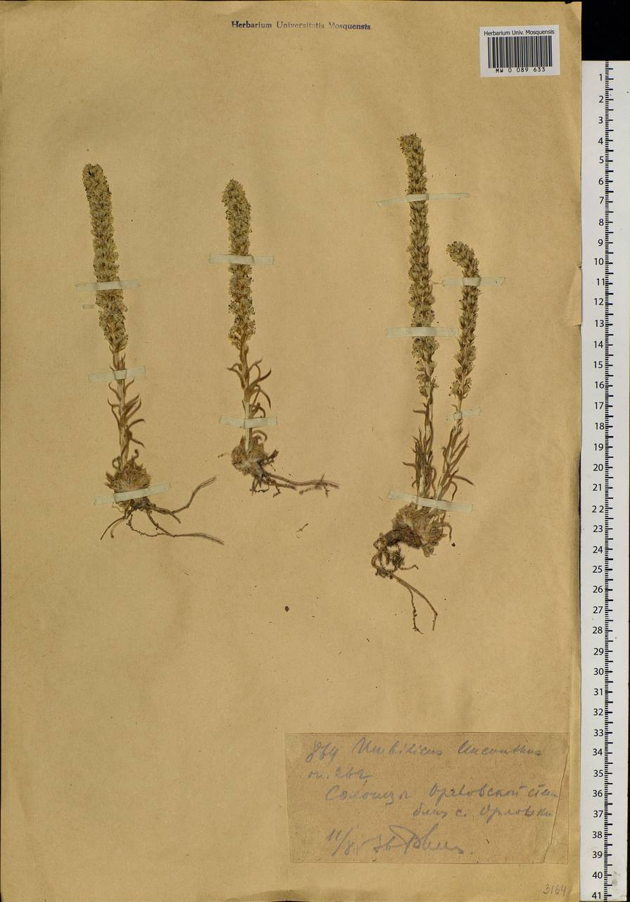 Orostachys thyrsiflora (DC.) Fisch. ex Sweet, Siberia, Altai & Sayany Mountains (S2) (Russia)