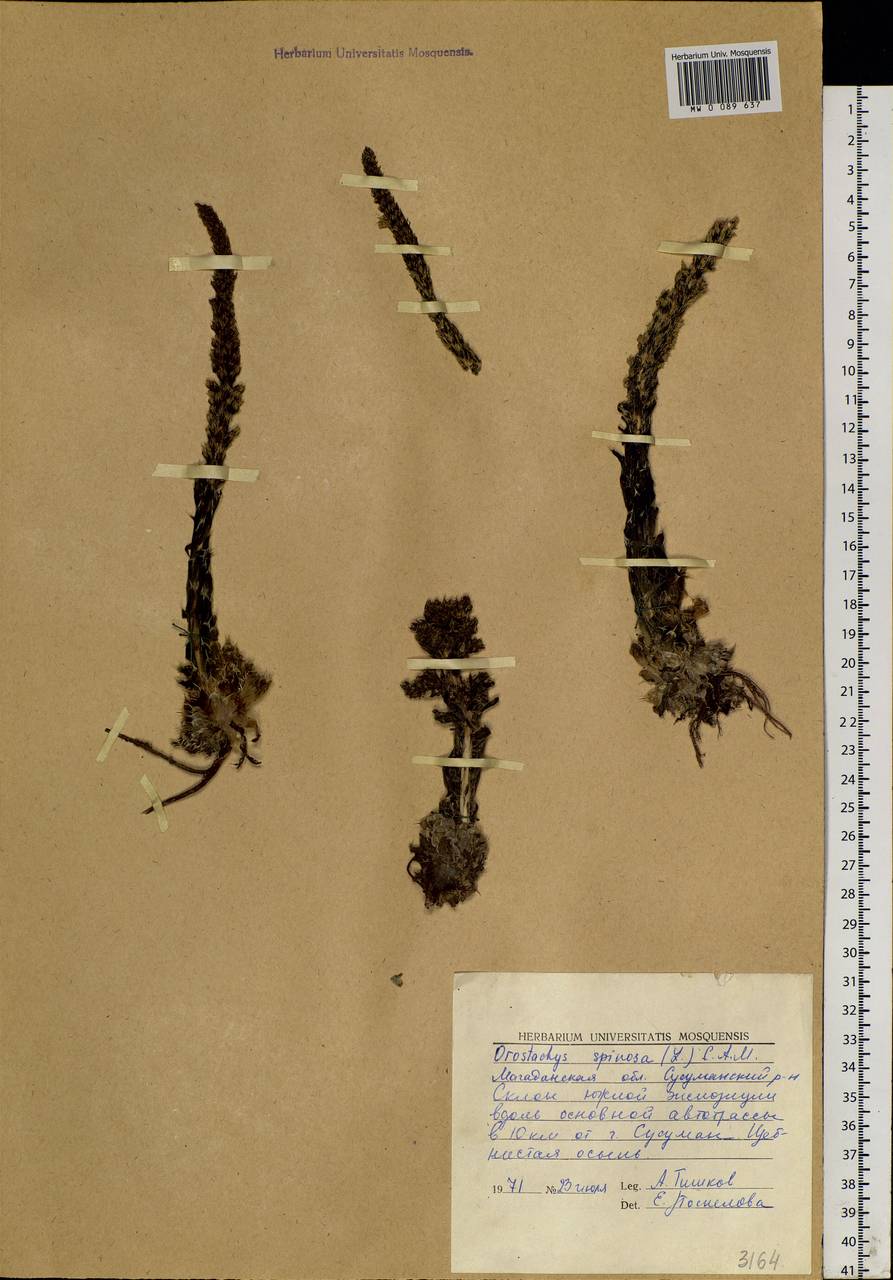 Orostachys spinosa (L.) Sweet, Siberia, Chukotka & Kamchatka (S7) (Russia)