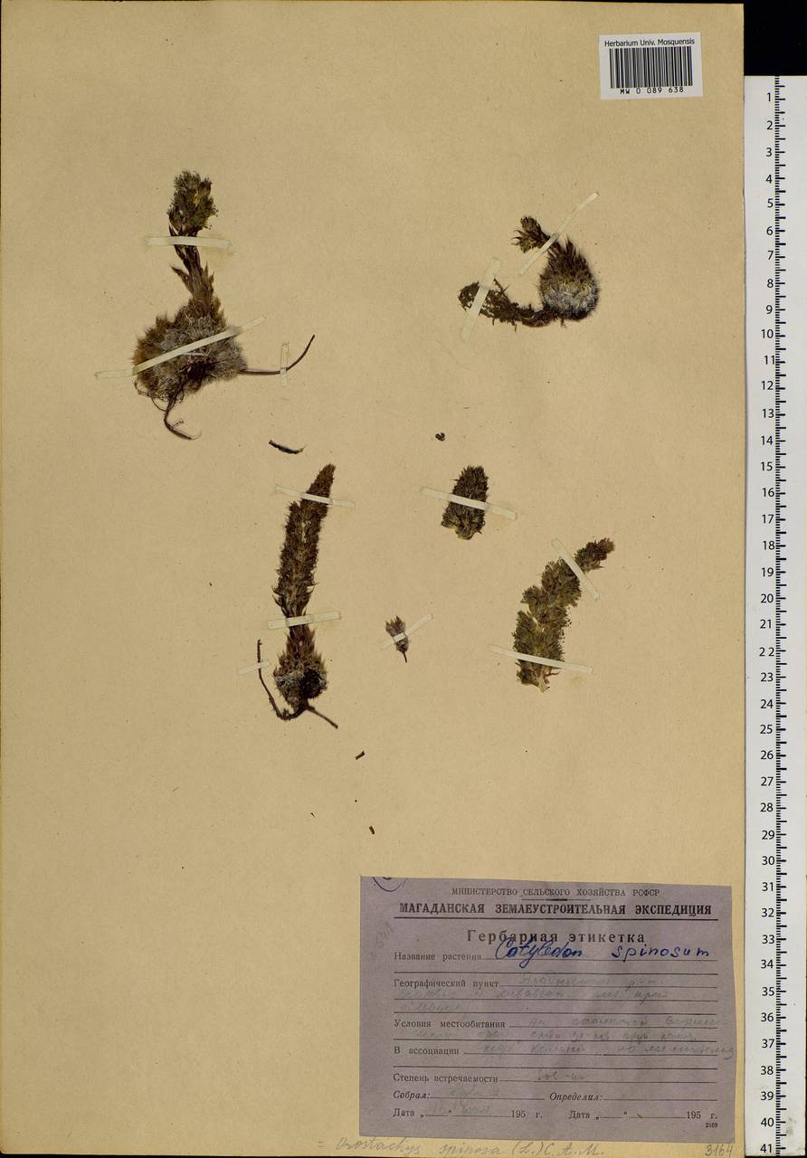 Orostachys spinosa (L.) Mey. ex A. Berger, Siberia, Chukotka & Kamchatka (S7) (Russia)