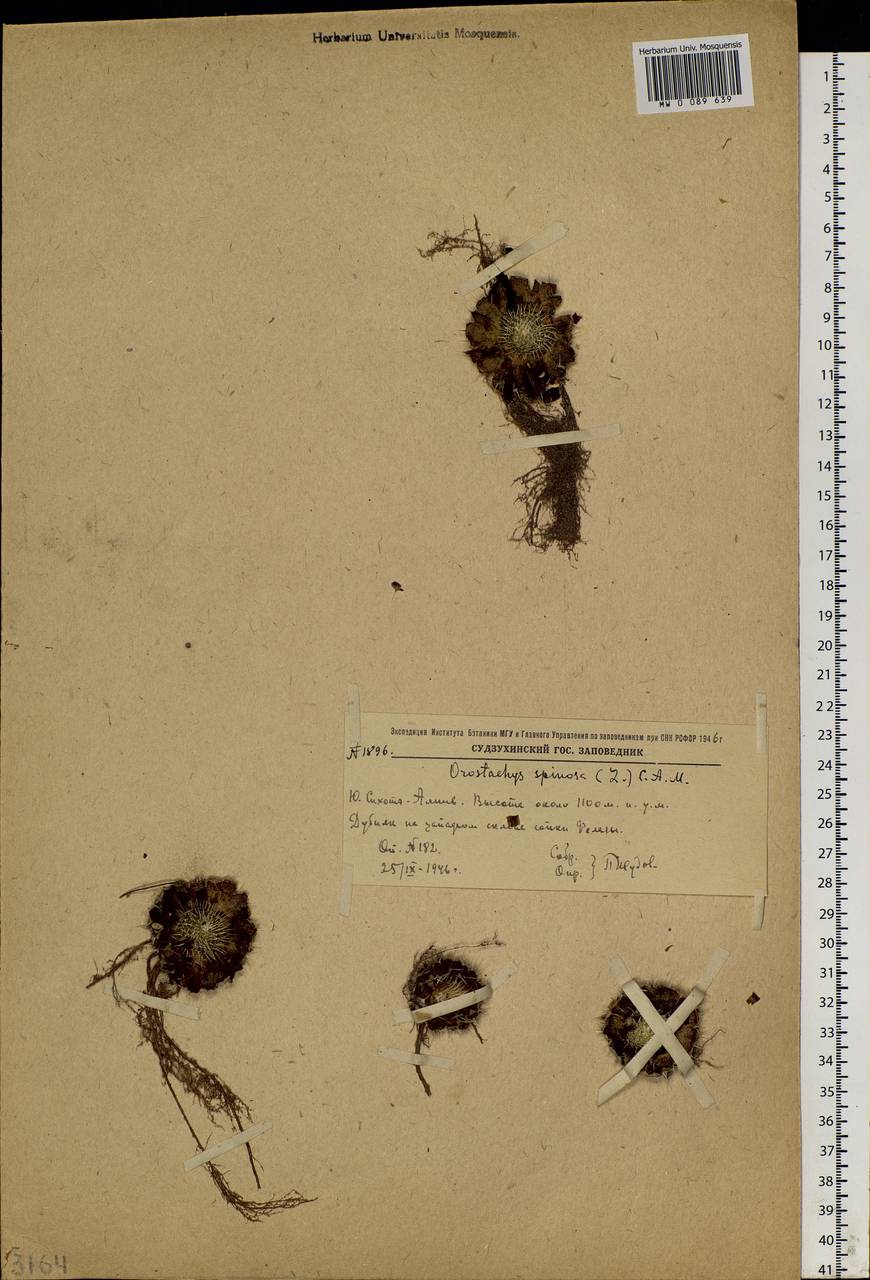 Orostachys spinosa (L.) Mey. ex A. Berger, Siberia, Russian Far East (S6) (Russia)