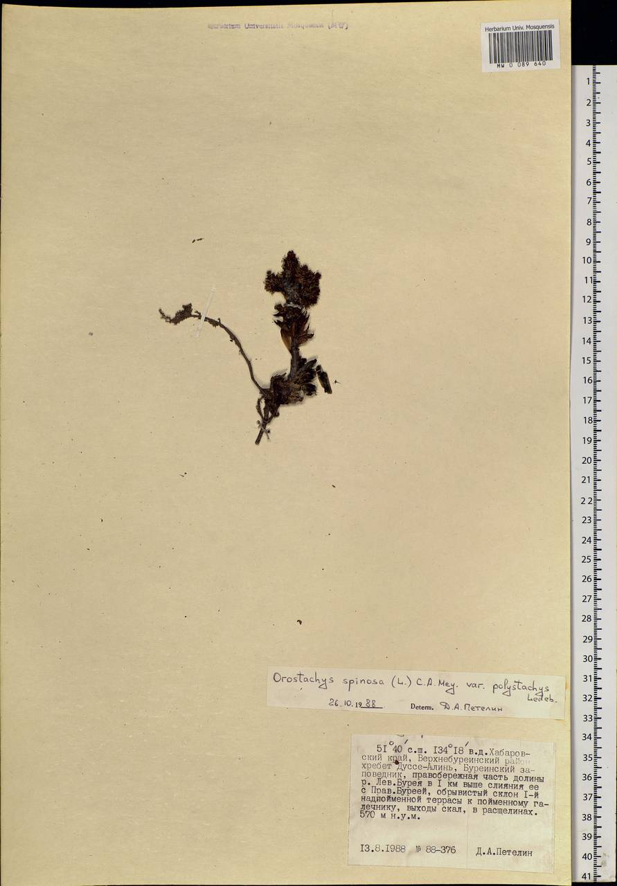 Orostachys spinosa (L.) Mey. ex A. Berger, Siberia, Russian Far East (S6) (Russia)
