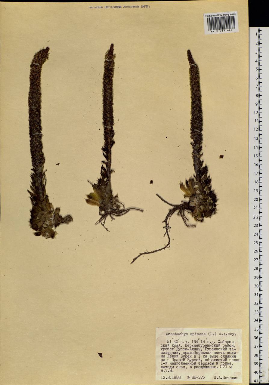 Orostachys spinosa (L.) Mey. ex A. Berger, Siberia, Russian Far East (S6) (Russia)