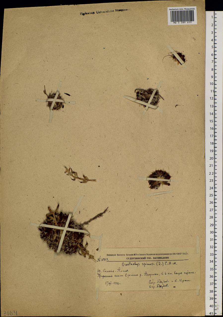 Orostachys spinosa (L.) Mey. ex A. Berger, Siberia, Russian Far East (S6) (Russia)