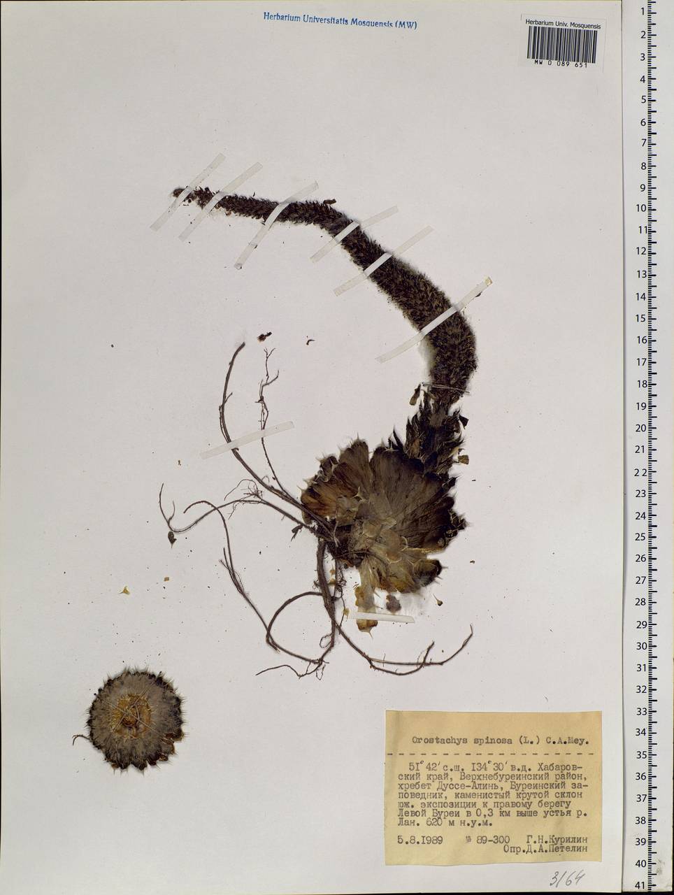 Orostachys spinosa (L.) Mey. ex A. Berger, Siberia, Russian Far East (S6) (Russia)