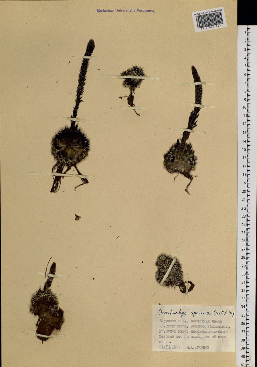 Orostachys spinosa (L.) Mey. ex A. Berger, Siberia, Russian Far East (S6) (Russia)