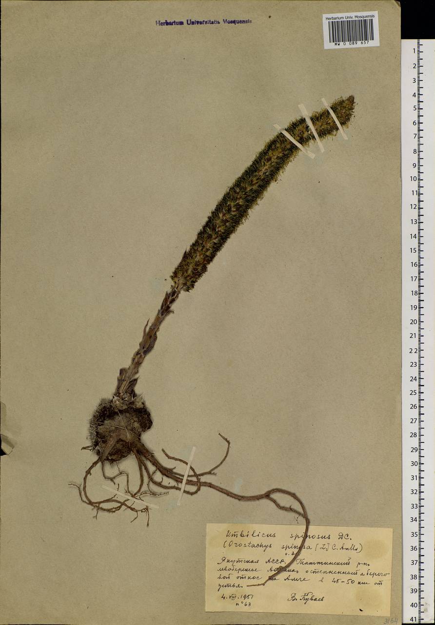 Orostachys spinosa (L.) Mey. ex A. Berger, Siberia, Yakutia (S5) (Russia)