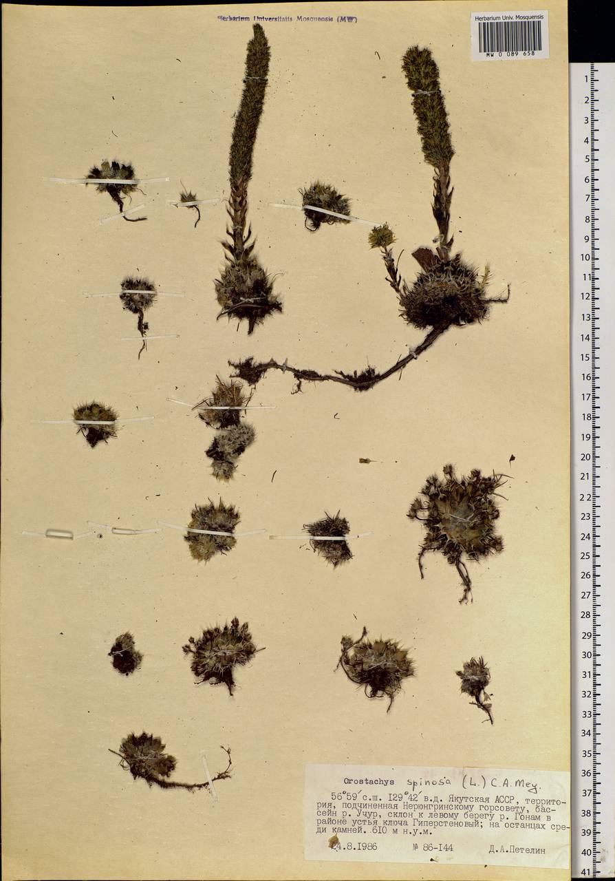 Orostachys spinosa (L.) Mey. ex A. Berger, Siberia, Yakutia (S5) (Russia)