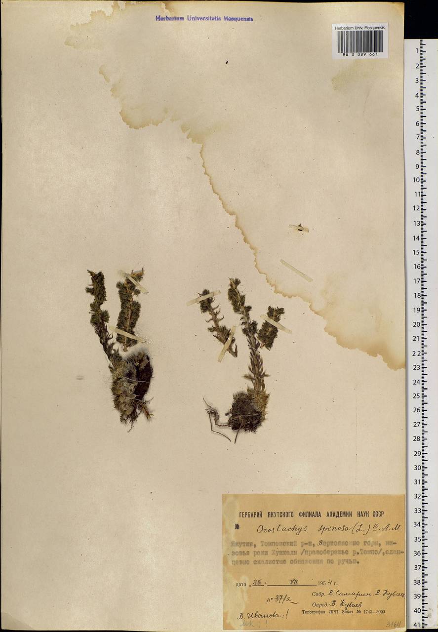 Orostachys spinosa (L.) Mey. ex A. Berger, Siberia, Yakutia (S5) (Russia)