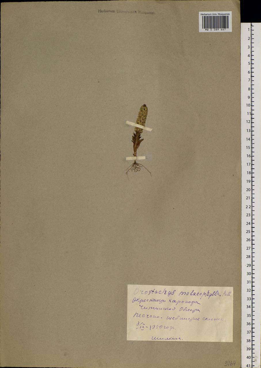 Orostachys spinosa (L.) Sweet, Siberia, Baikal & Transbaikal region (S4) (Russia)