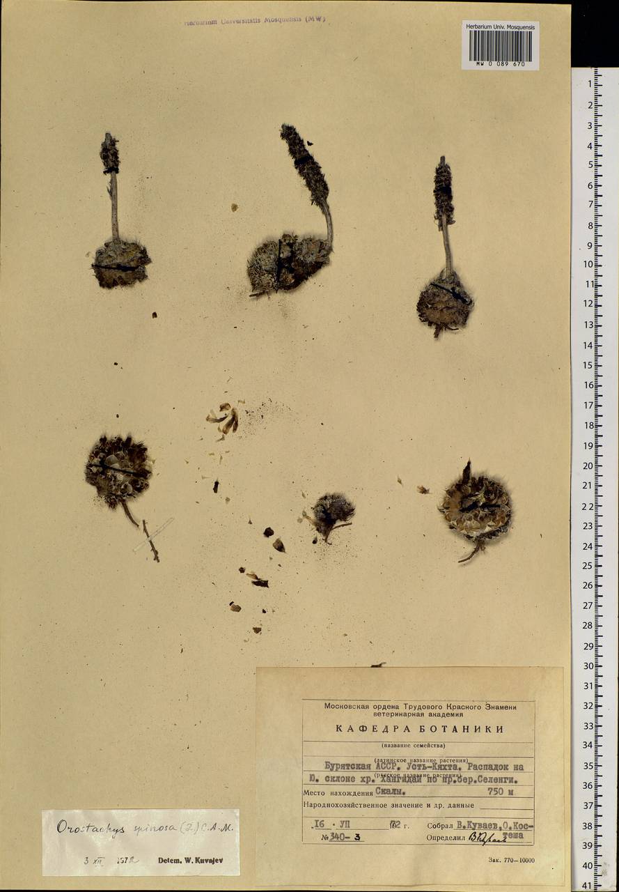 Orostachys spinosa (L.) Mey. ex A. Berger, Siberia, Baikal & Transbaikal region (S4) (Russia)