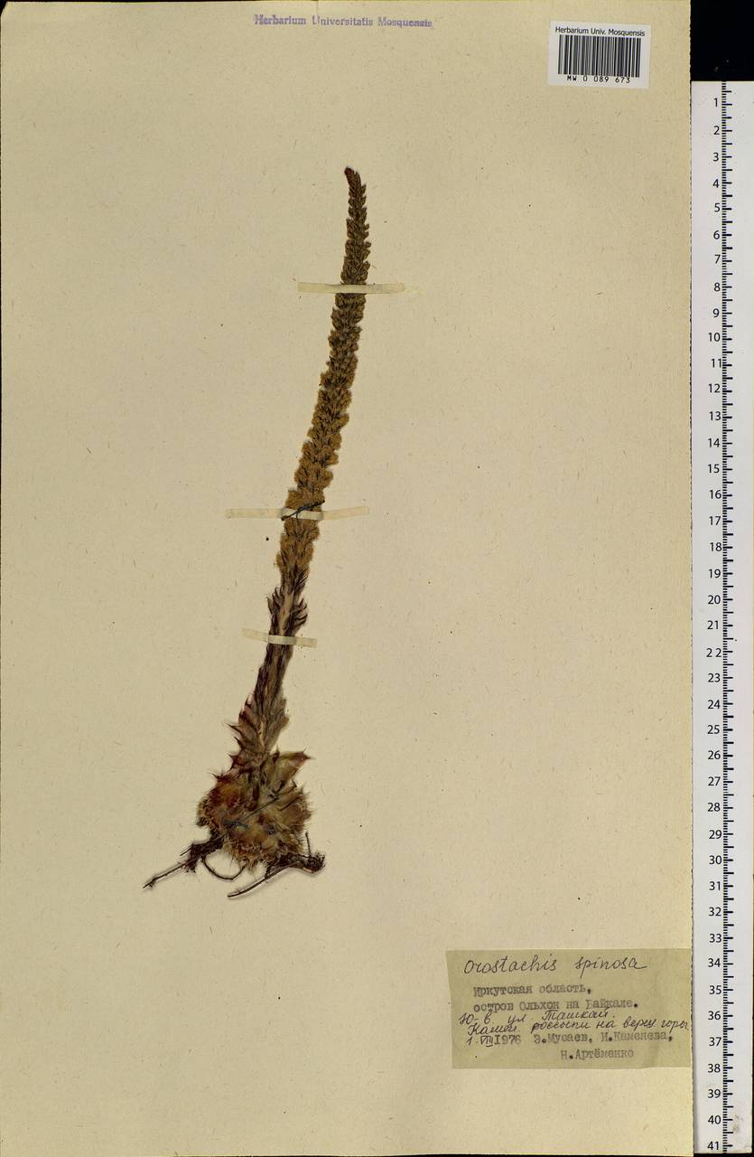 Orostachys spinosa (L.) Mey. ex A. Berger, Siberia, Baikal & Transbaikal region (S4) (Russia)