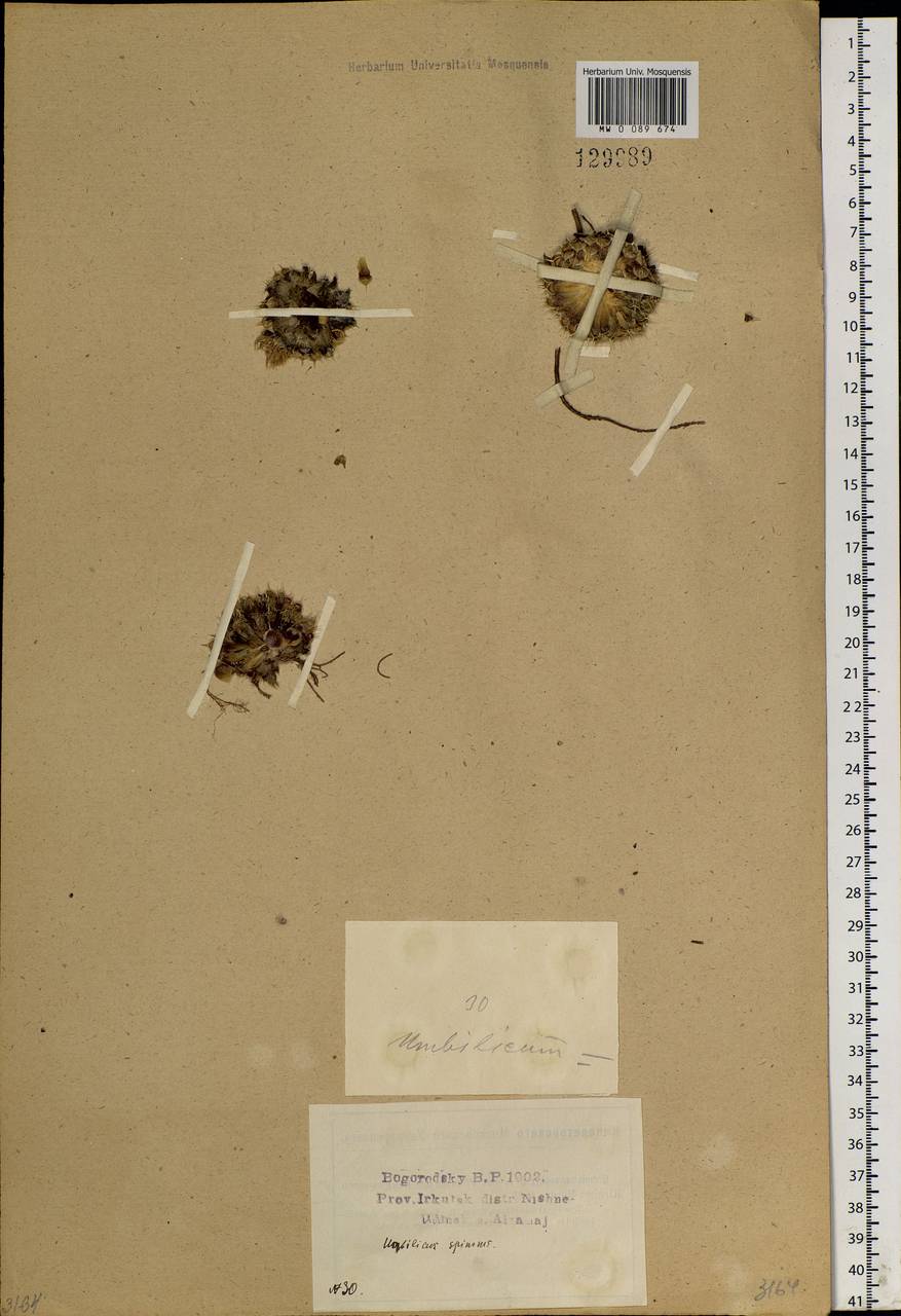 Orostachys spinosa (L.) Mey. ex A. Berger, Siberia, Baikal & Transbaikal region (S4) (Russia)