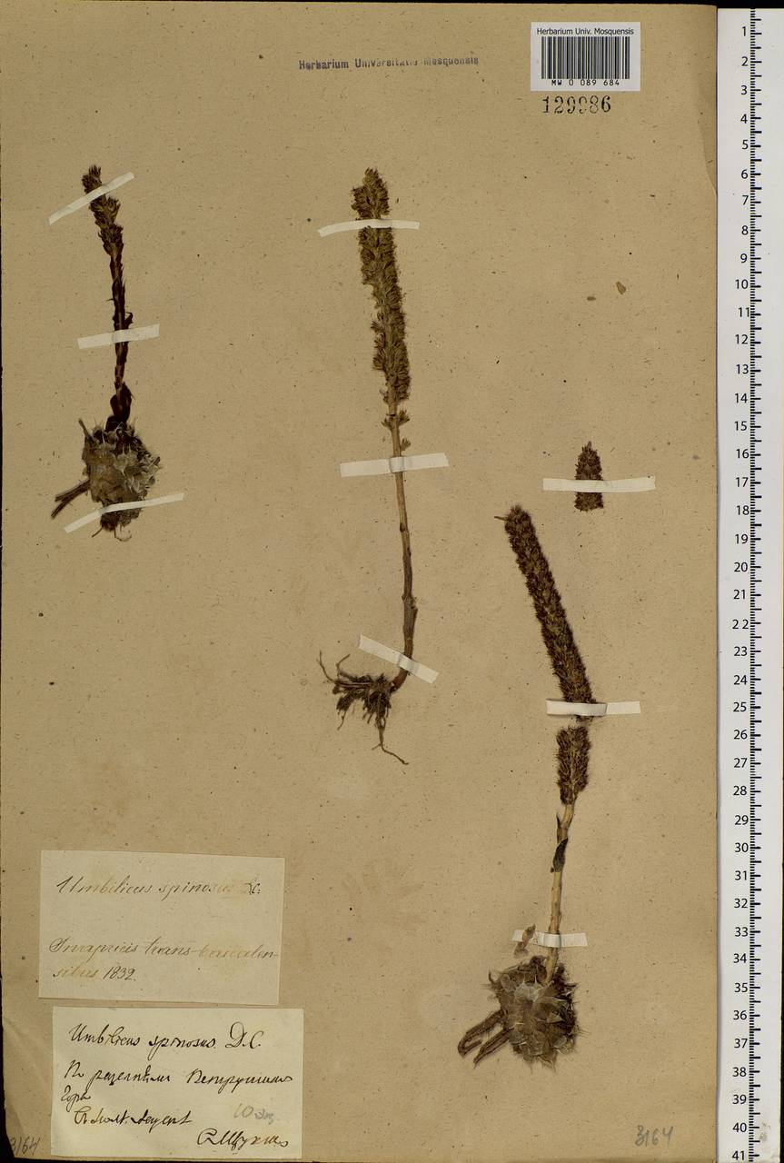 Orostachys spinosa (L.) Mey. ex A. Berger, Siberia, Baikal & Transbaikal region (S4) (Russia)