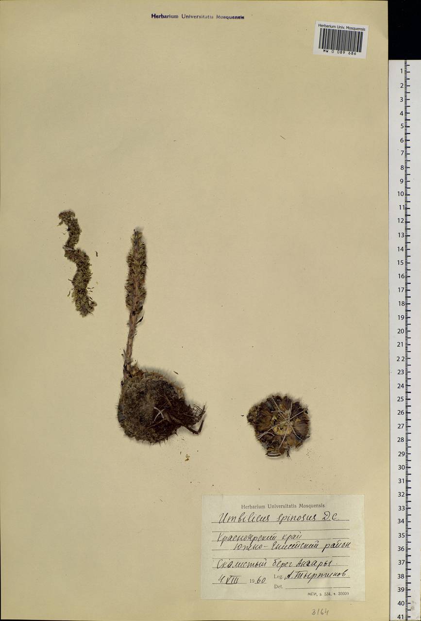 Orostachys spinosa (L.) Mey. ex A. Berger, Siberia, Central Siberia (S3) (Russia)