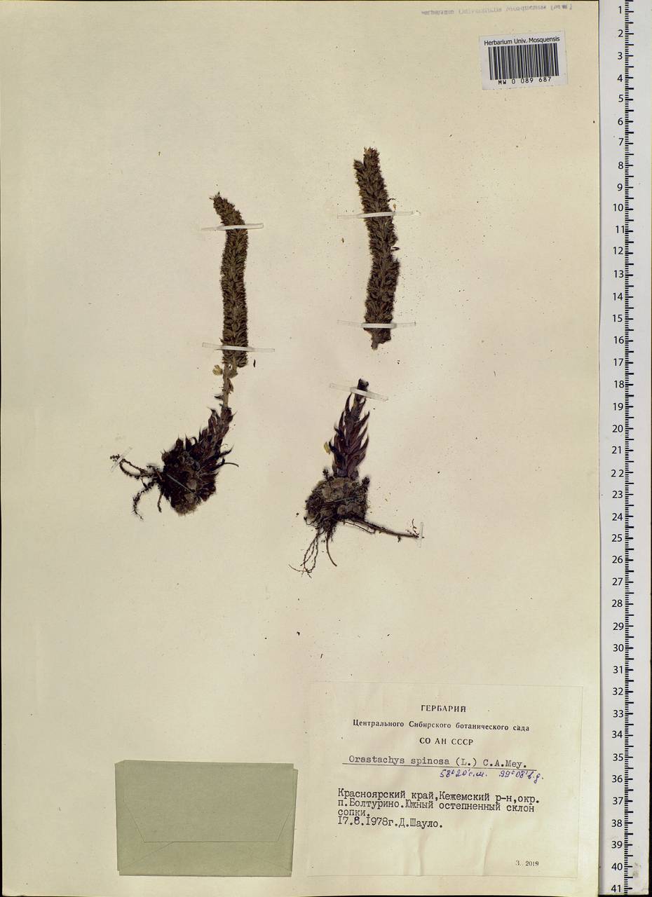 Orostachys spinosa (L.) Mey. ex A. Berger, Siberia, Central Siberia (S3) (Russia)