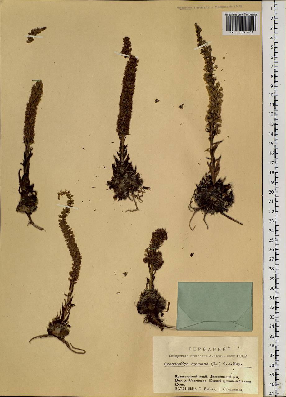 Orostachys spinosa (L.) Mey. ex A. Berger, Siberia, Central Siberia (S3) (Russia)