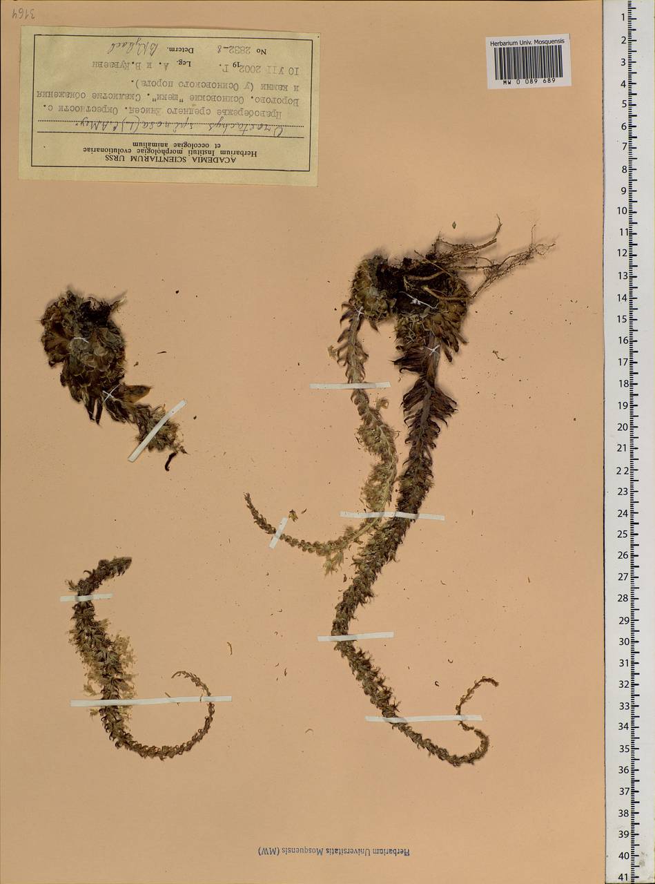 Orostachys spinosa (L.) Sweet, Siberia, Central Siberia (S3) (Russia)