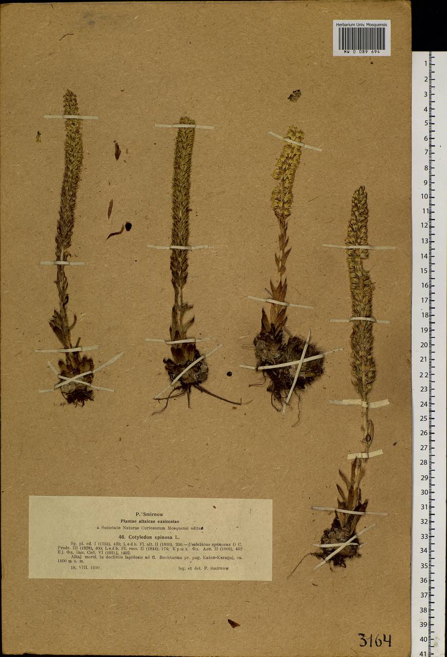 Orostachys spinosa (L.) Mey. ex A. Berger, Siberia, Western (Kazakhstan) Altai Mountains (S2a) (Kazakhstan)