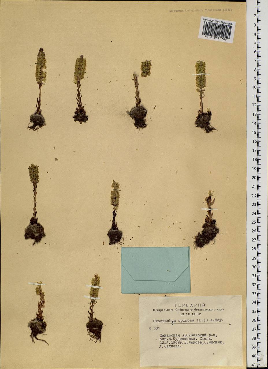 Orostachys spinosa (L.) Mey. ex A. Berger, Siberia, Altai & Sayany Mountains (S2) (Russia)