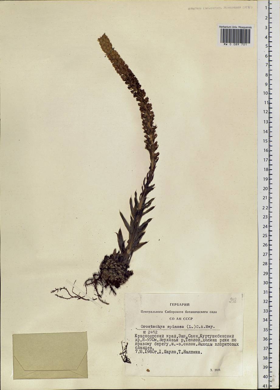 Orostachys spinosa (L.) Mey. ex A. Berger, Siberia, Altai & Sayany Mountains (S2) (Russia)