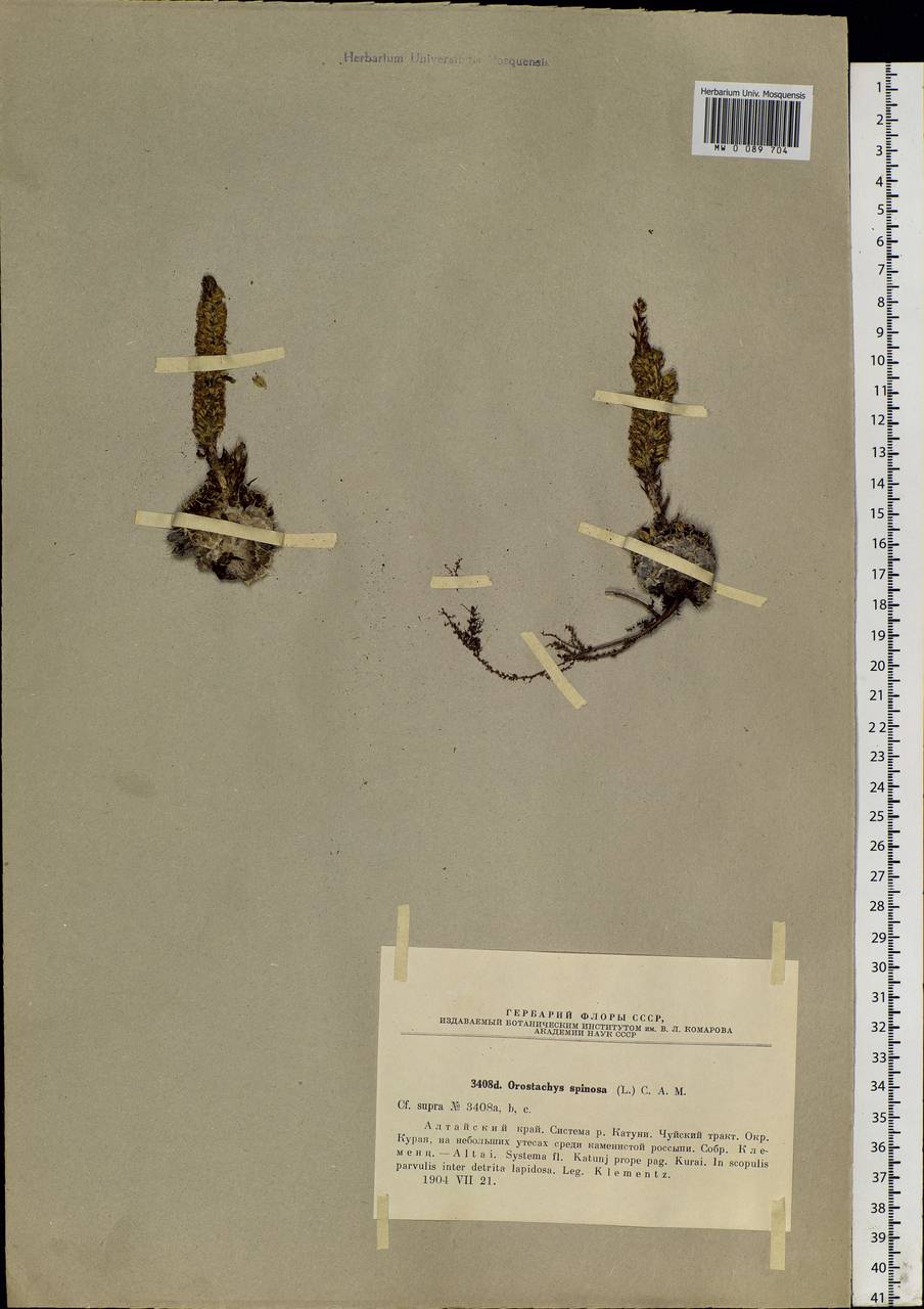 Orostachys spinosa (L.) Sweet, Siberia, Altai & Sayany Mountains (S2) (Russia)