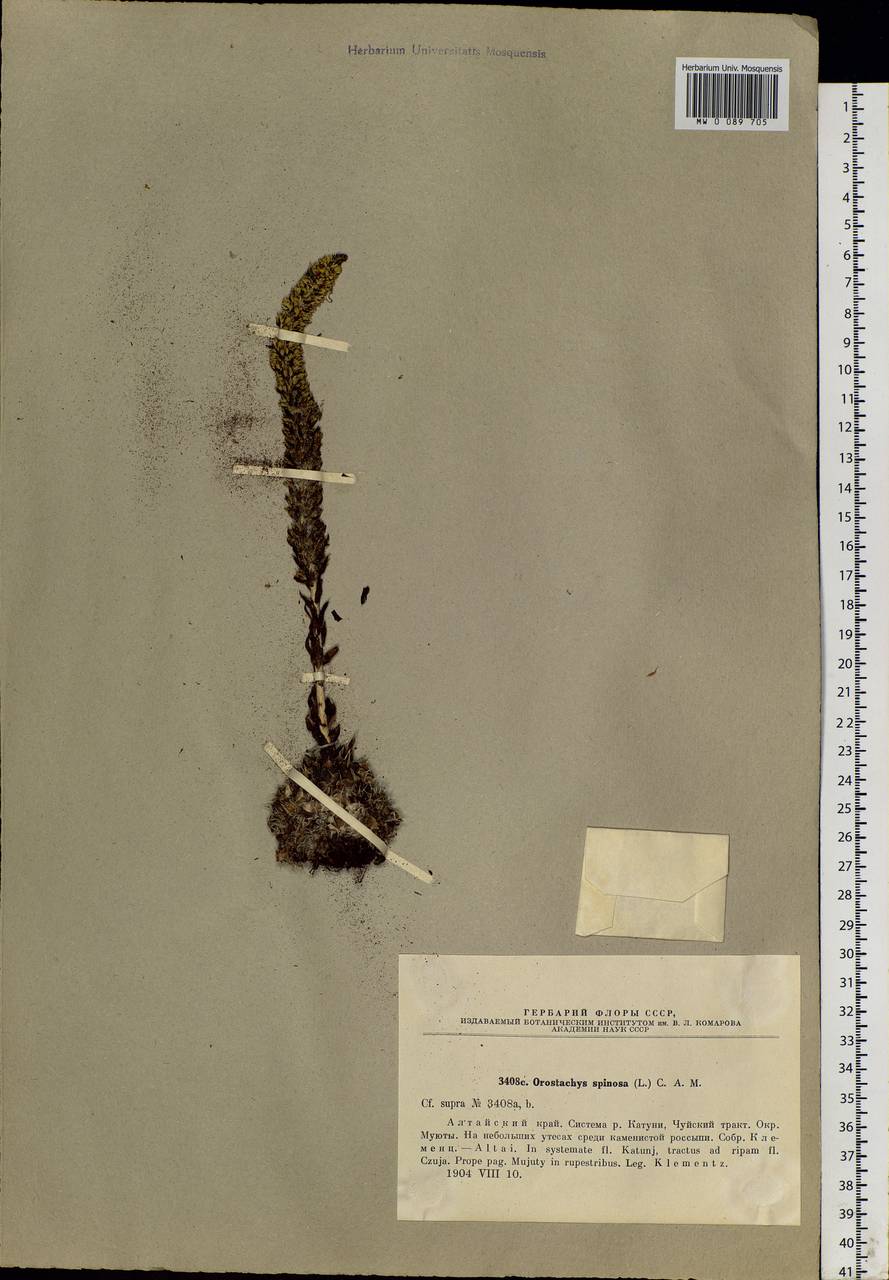 Orostachys spinosa (L.) Mey. ex A. Berger, Siberia, Altai & Sayany Mountains (S2) (Russia)