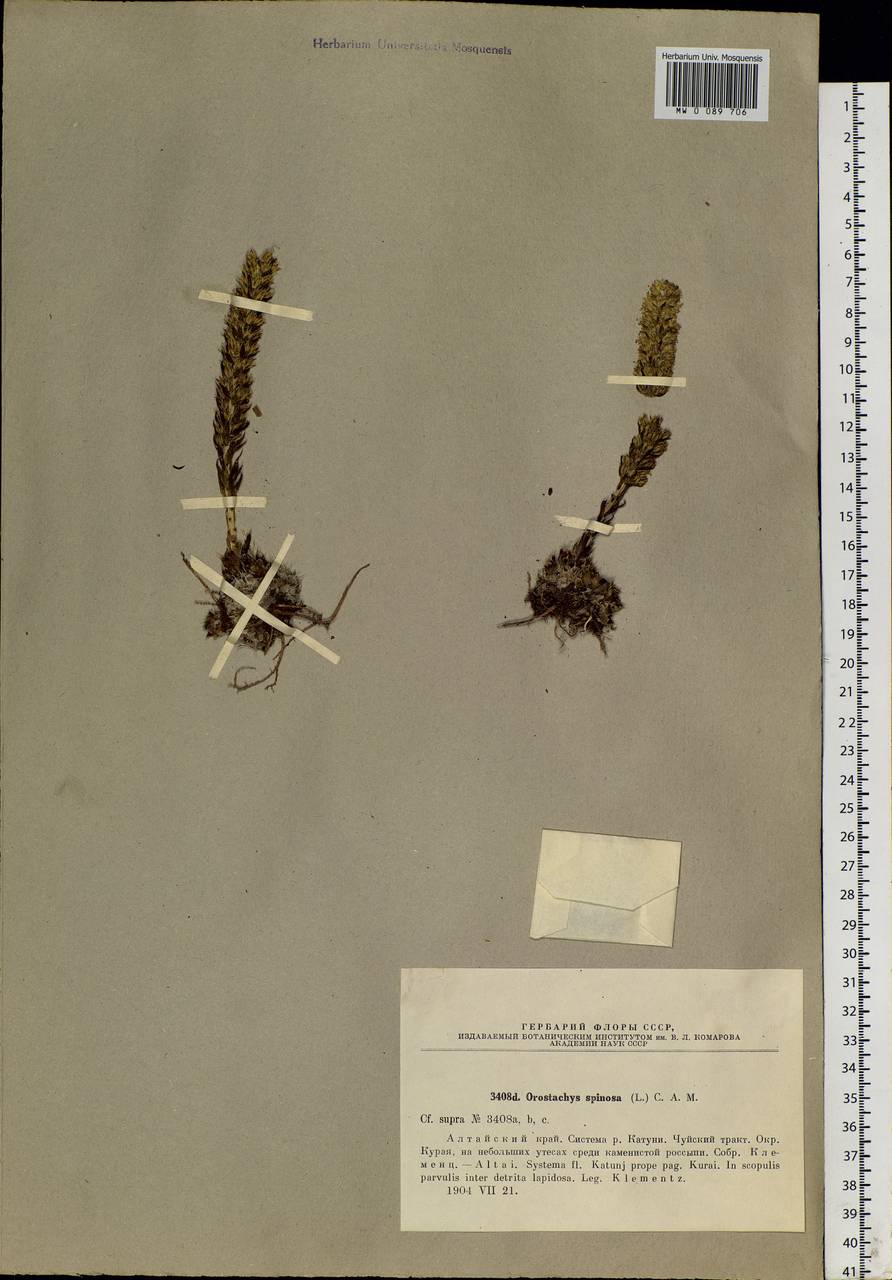 Orostachys spinosa (L.) Sweet, Siberia, Altai & Sayany Mountains (S2) (Russia)