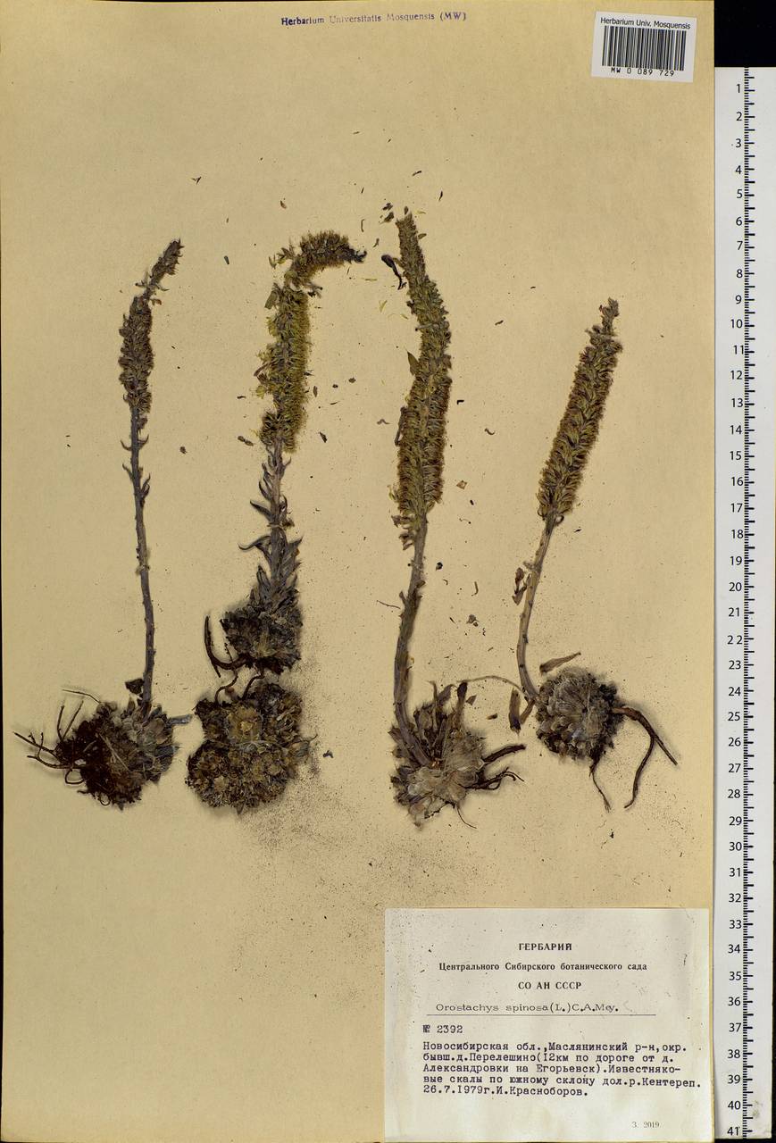 Orostachys spinosa (L.) Mey. ex A. Berger, Siberia, Western Siberia (S1) (Russia)