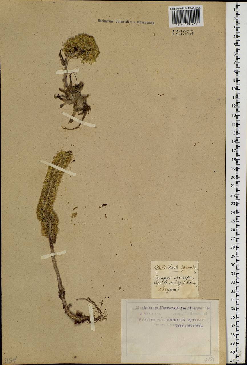 Orostachys spinosa (L.) Sweet, Siberia, Western Siberia (S1) (Russia)