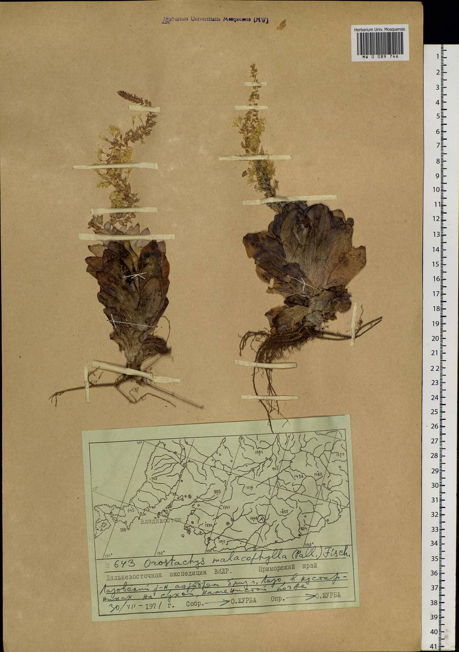 Orostachys malacophylla (Pall.) Fisch., Siberia, Russian Far East (S6) (Russia)