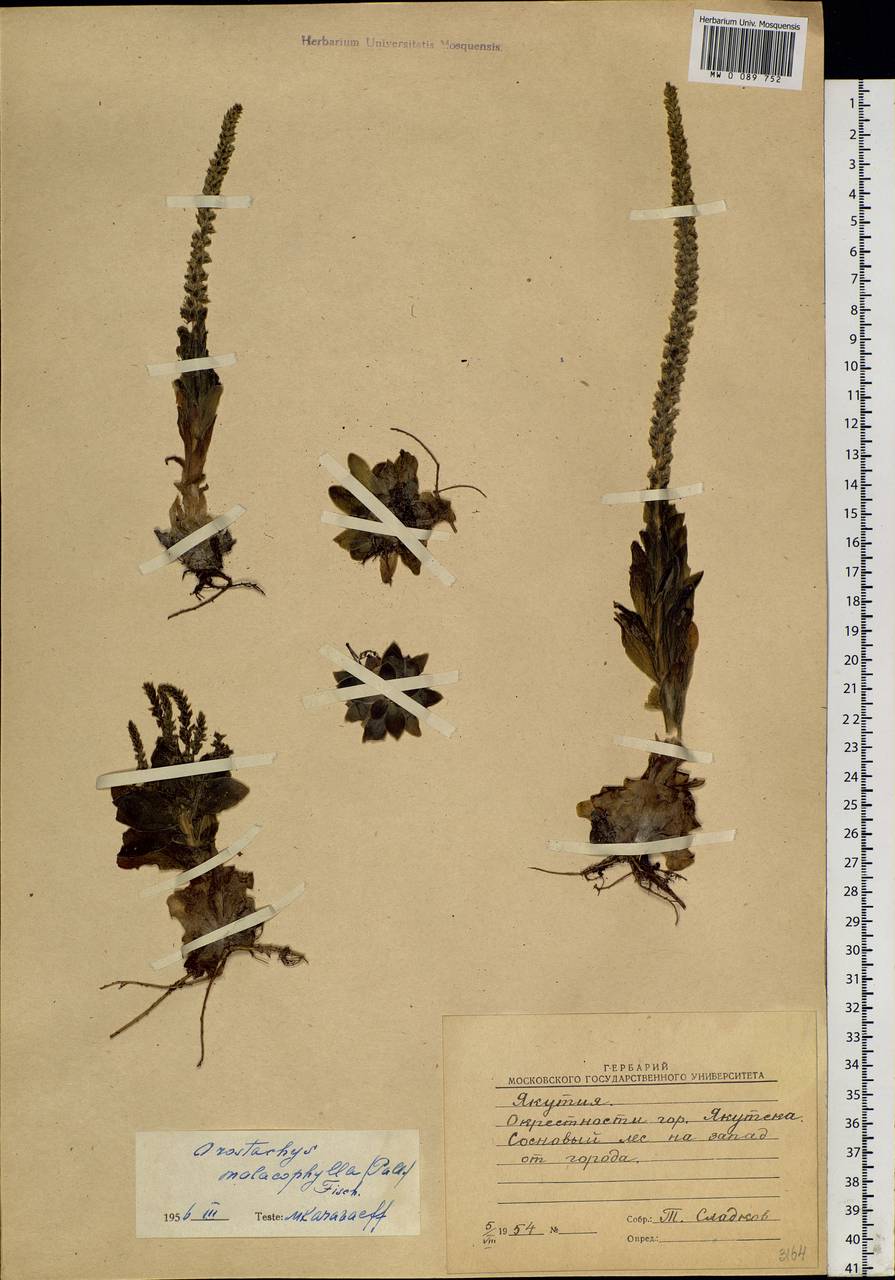 Orostachys malacophylla (Pall.) Fisch., Siberia, Yakutia (S5) (Russia)