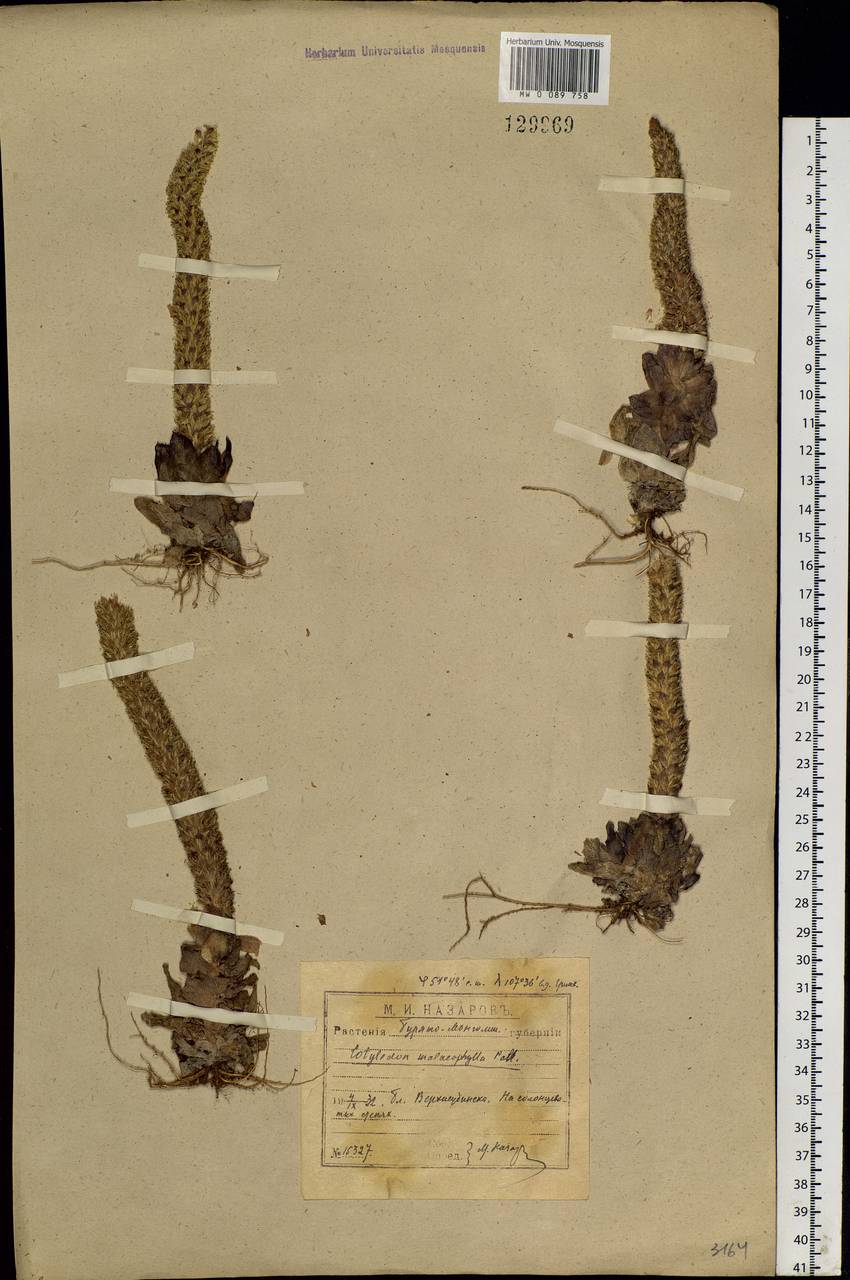 Orostachys malacophylla (Pall.) Fisch., Siberia, Baikal & Transbaikal region (S4) (Russia)