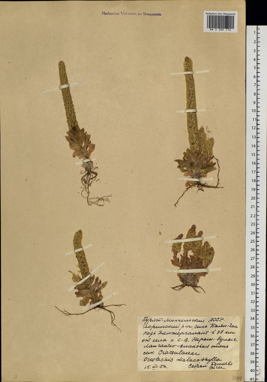 Orostachys malacophylla (Pall.) Fisch., Siberia, Baikal & Transbaikal region (S4) (Russia)