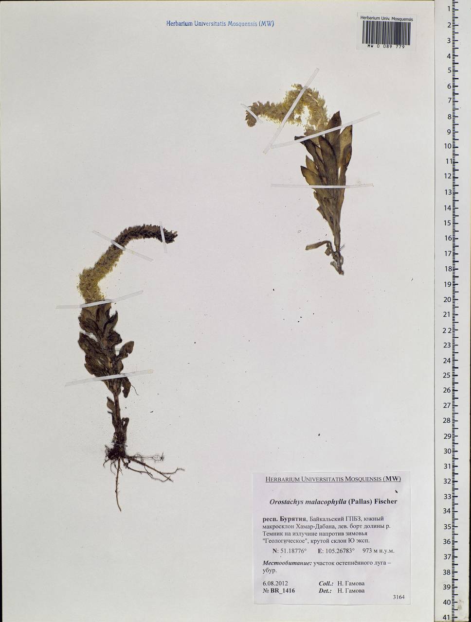 Orostachys malacophylla (Pall.) Fisch., Siberia, Baikal & Transbaikal region (S4) (Russia)