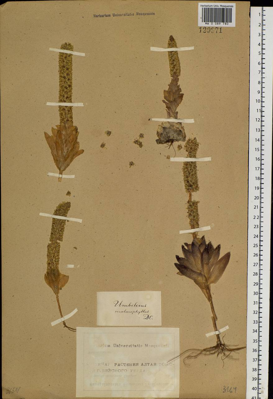 Orostachys malacophylla (Pall.) Fisch., Siberia, Altai & Sayany Mountains (S2) (Russia)