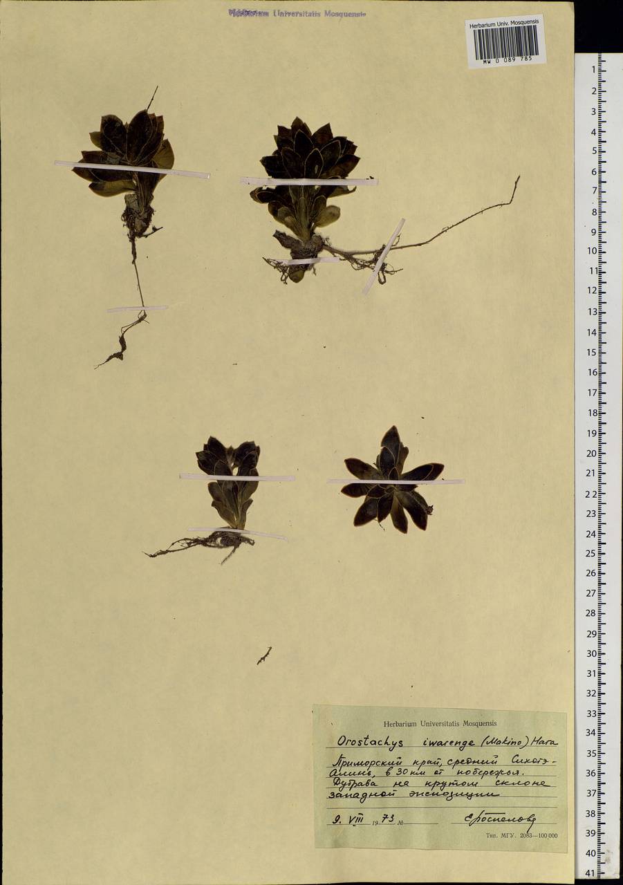 Orostachys malacophylla (Pall.) Fisch., Siberia, Russian Far East (S6) (Russia)