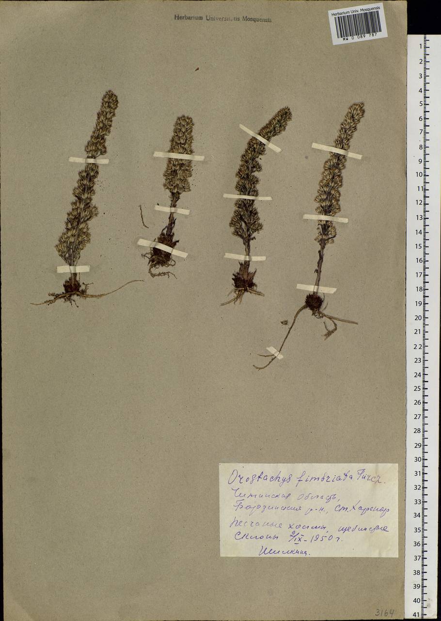 Orostachys fimbriata (Turcz.) A. Berger, Siberia, Baikal & Transbaikal region (S4) (Russia)