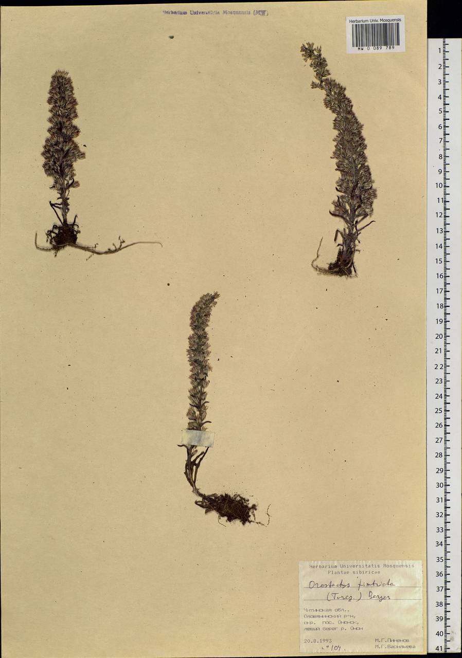 Orostachys fimbriata (Turcz.) A. Berger, Siberia, Baikal & Transbaikal region (S4) (Russia)