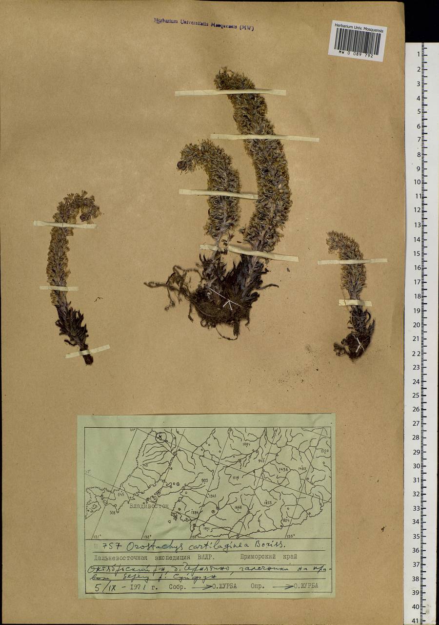 Orostachys cartilaginea Boriss., Siberia, Russian Far East (S6) (Russia)