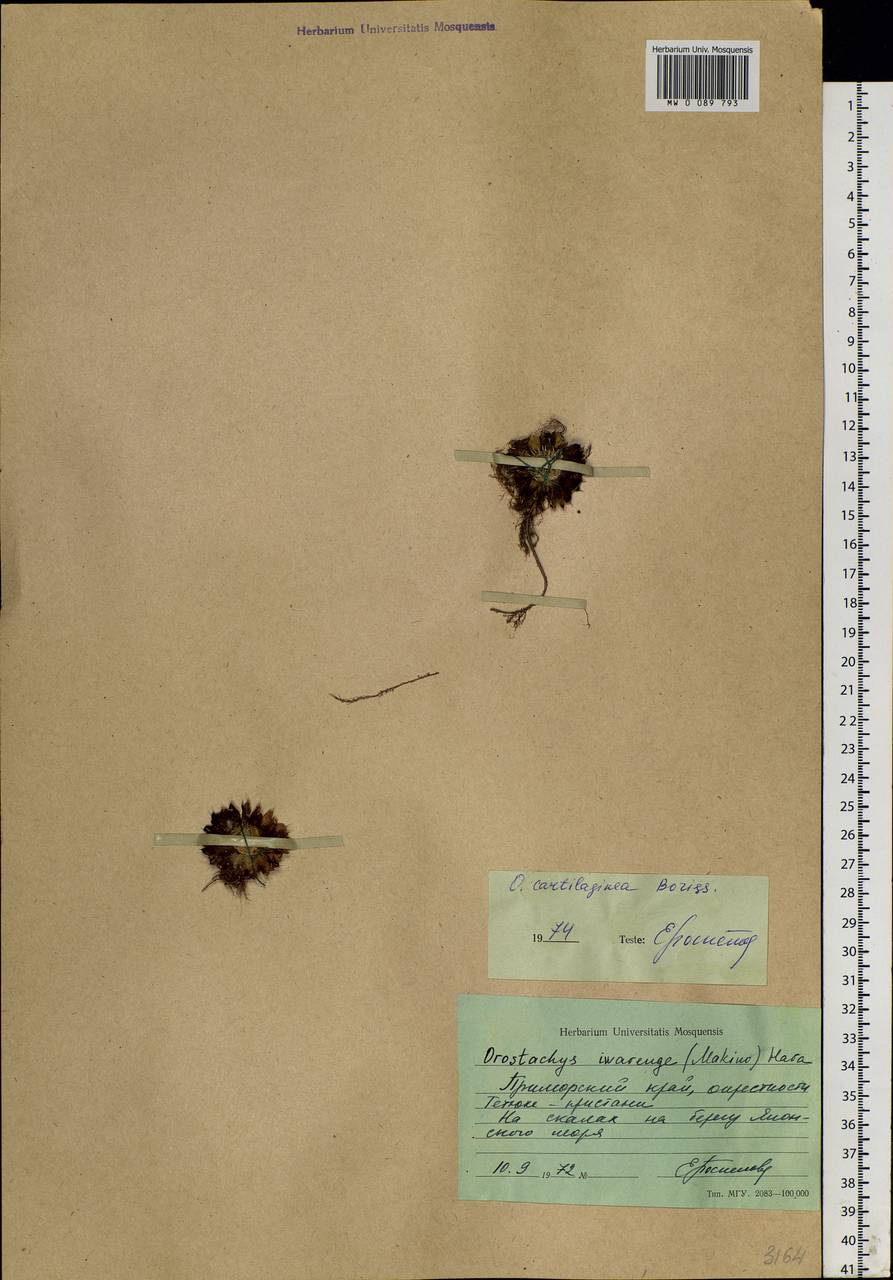 Orostachys cartilaginea Boriss., Siberia, Russian Far East (S6) (Russia)