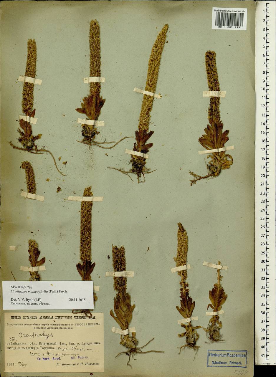 Orostachys malacophylla (Pall.) Fisch., Siberia, Baikal & Transbaikal region (S4) (Russia)