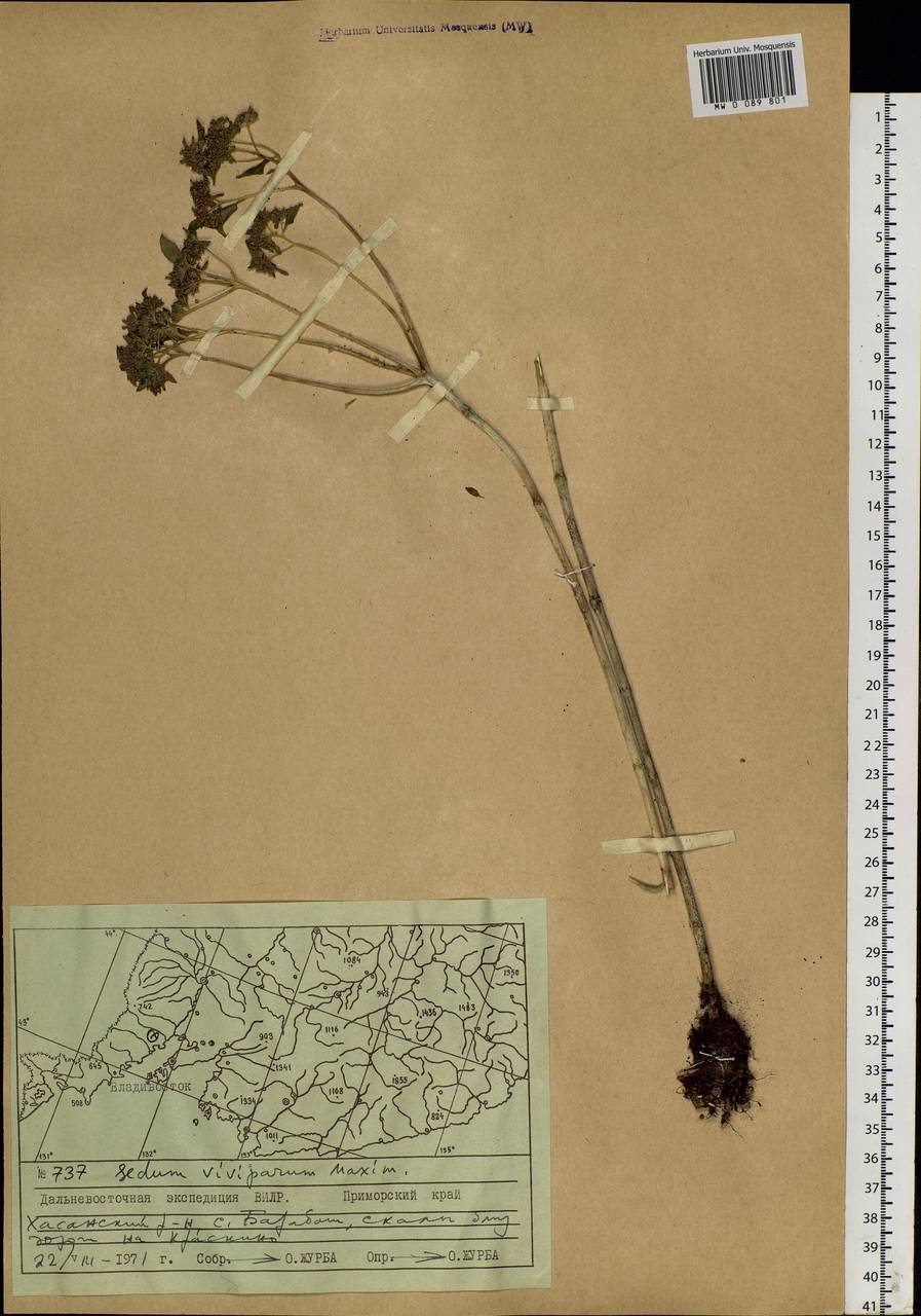 Hylotelephium viviparum (Maxim.) H. Ohba, Siberia, Russian Far East (S6) (Russia)