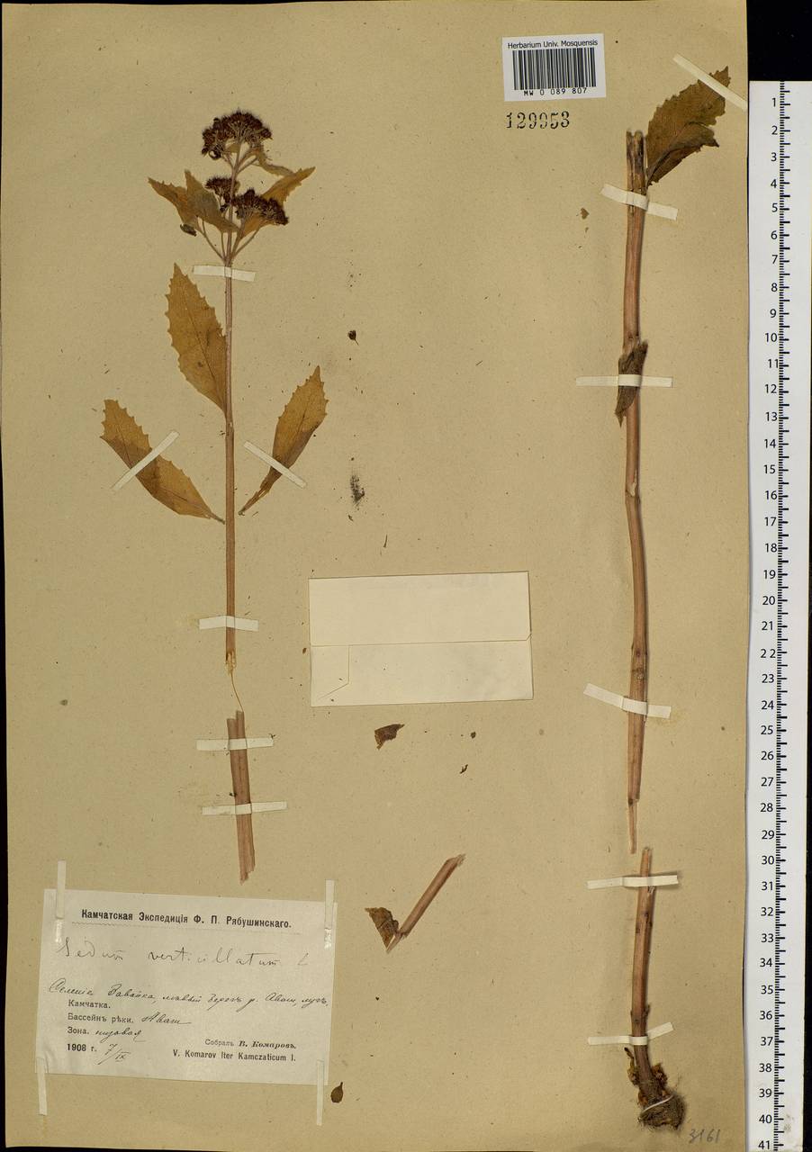 Hylotelephium verticillatum (L.) H. Ohba, Siberia, Chukotka & Kamchatka (S7) (Russia)