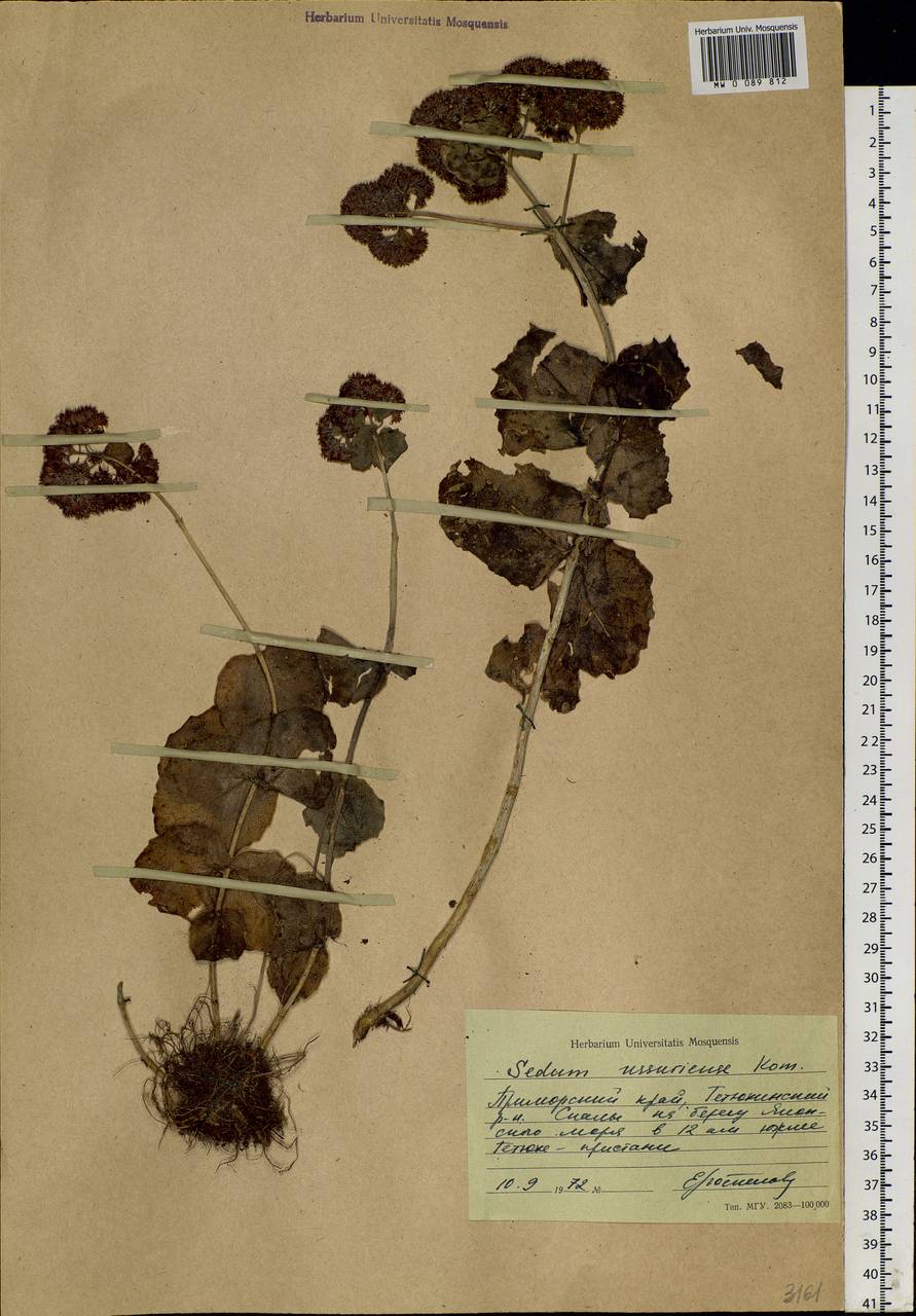 Hylotelephium ussuriense (Kom.) H. Ohba, Siberia, Russian Far East (S6) (Russia)