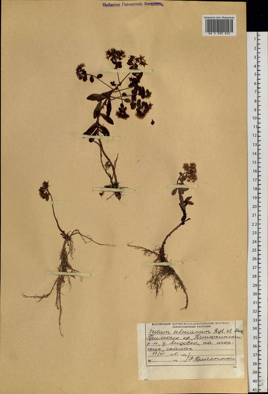 Phedimus selskanianus (Regel & Maack) 't Hart, Siberia, Russian Far East (S6) (Russia)